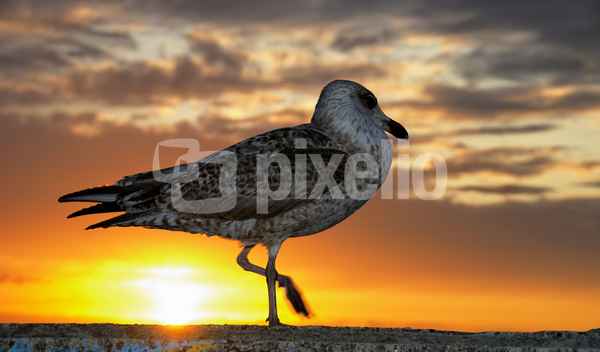 Möwe