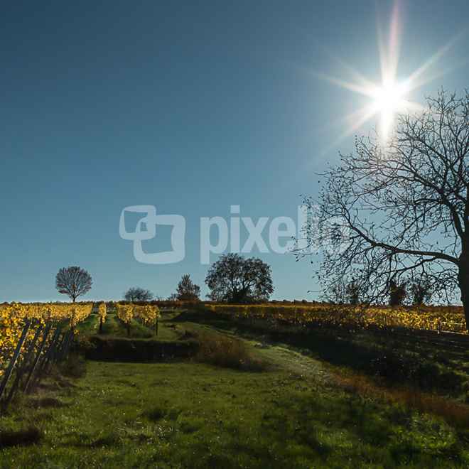 Weinberge im Gegenlicht