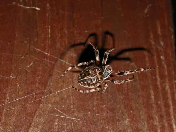 Spinne