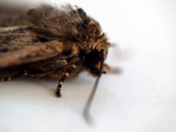 Wer hat meinen Pelz verbrannt?