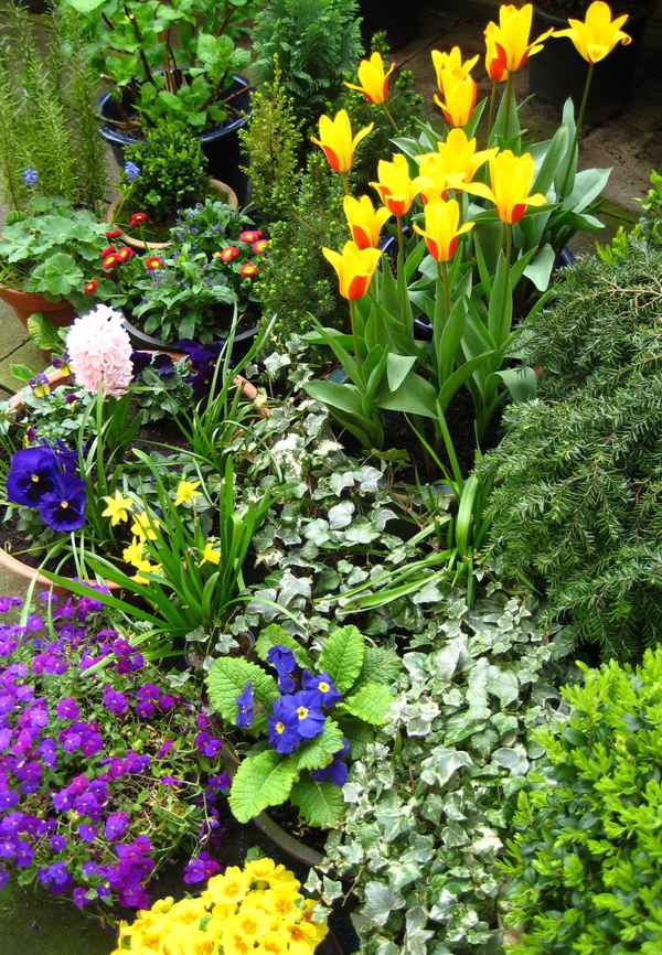 Blütenpracht im Frühling.....