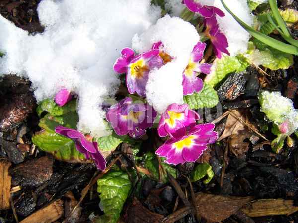 Schnee an Ostern 2008 (3)