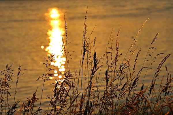 Gräser im Sonnenuntergang