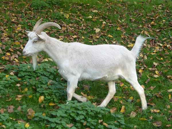 Ziege im Kinderbauernhof