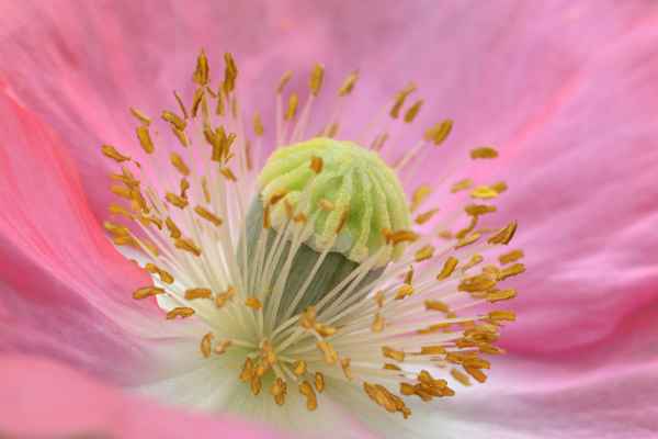 Mohnblüte