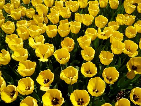 Tulpen