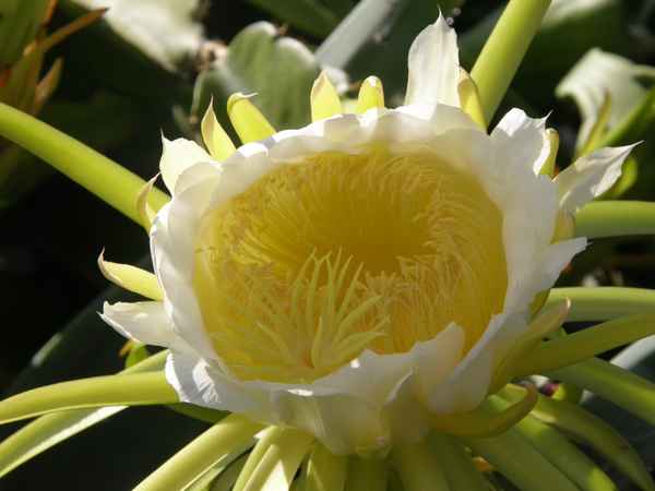 Königin der Nacht Blüte
