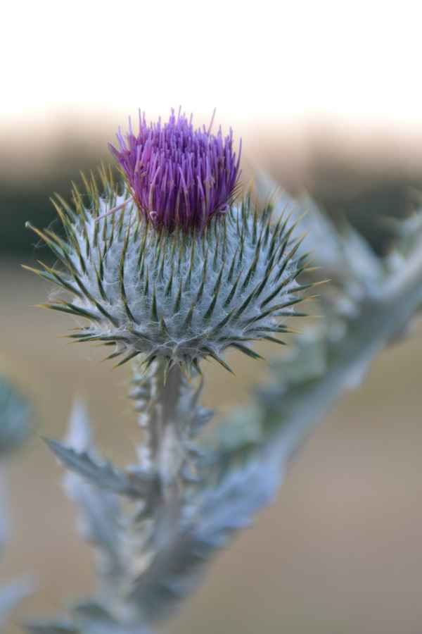 Silberdistel
