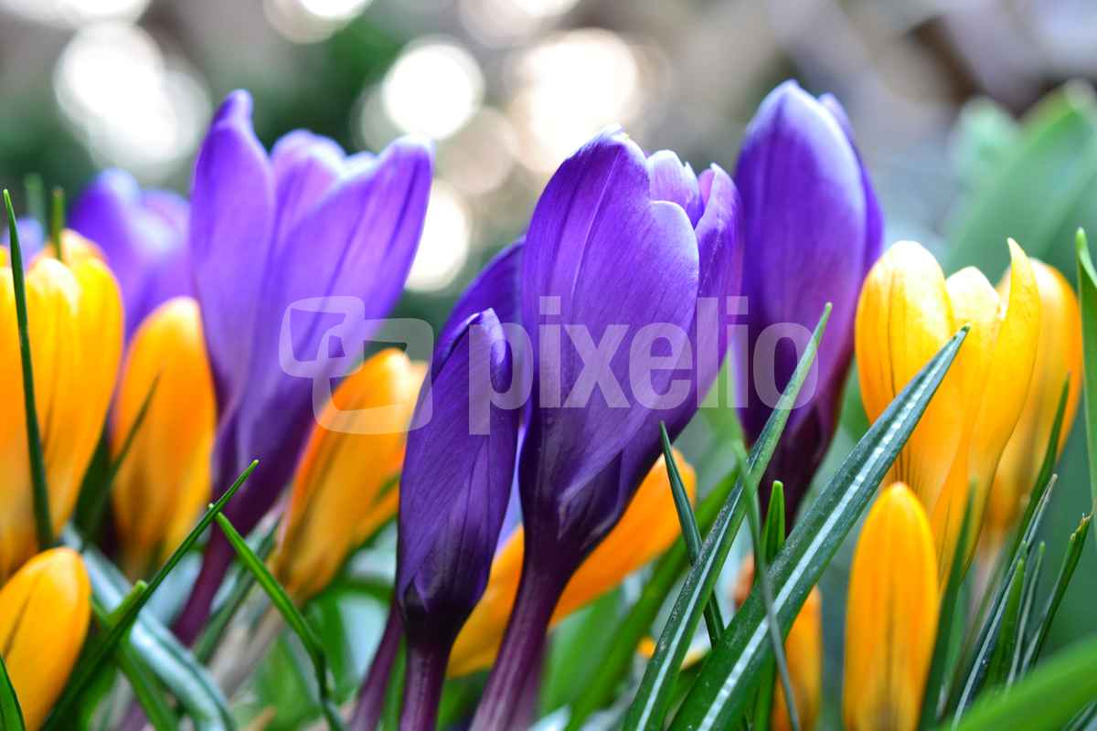 Krokusse