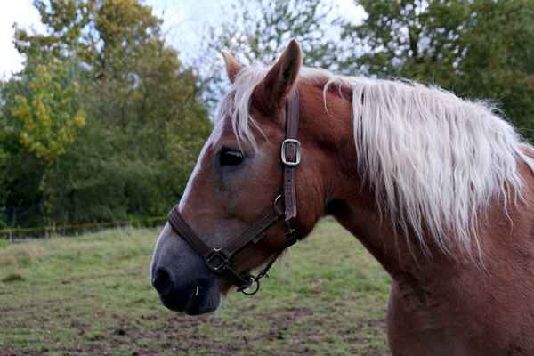 Pferd auf der Koppel