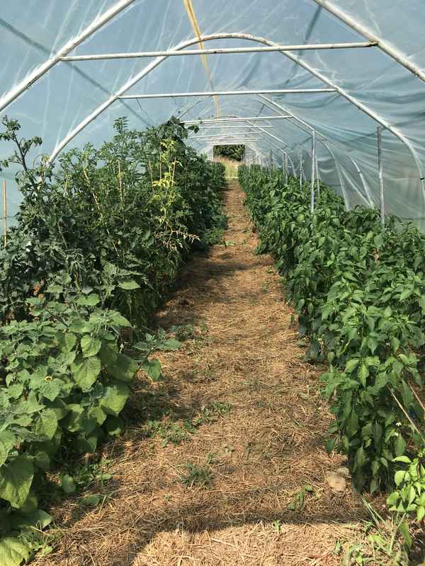 Blick in ein Gewächshaus / Foto: Alexander Hauk