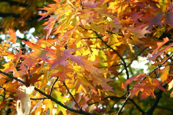 bucurescu 0090 herbst