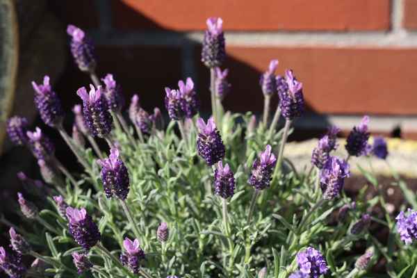 Der Duft von Lavendel