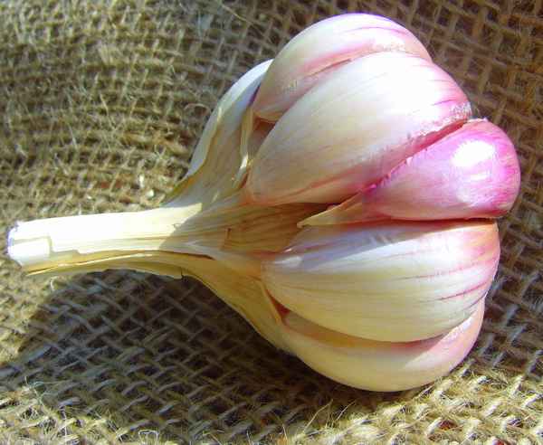 Knoblauch - Allium sativum