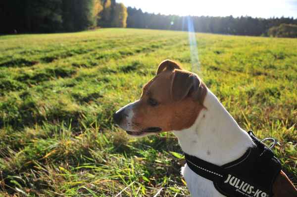 Parson Jack Russell Pete 1