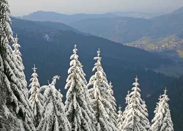 Schneetannen über grünem Schwarzwaldtal