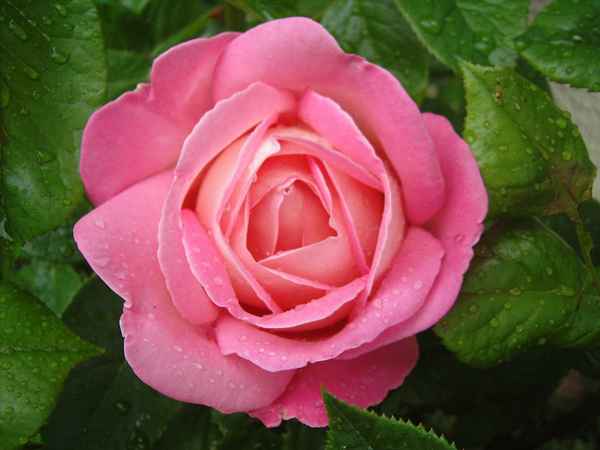 Rose "Myriam"