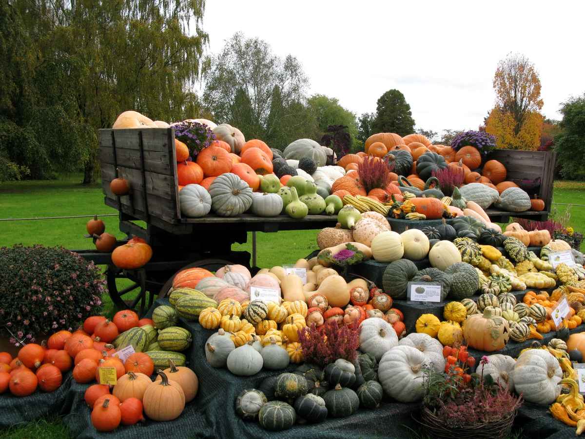 Lauter Kürbisse!