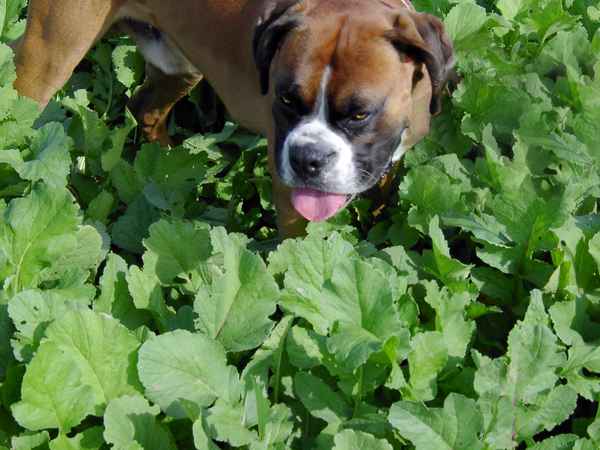 Boxer im Salat