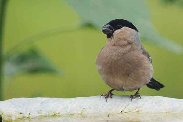 frau dompfaff zu besuch