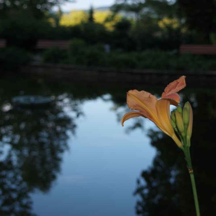 Blume vorm See