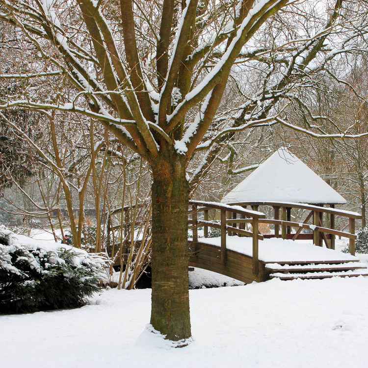 Winter im Park