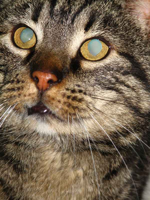 katerchen2