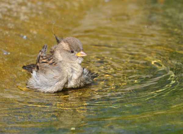 Spatzen Badetag....