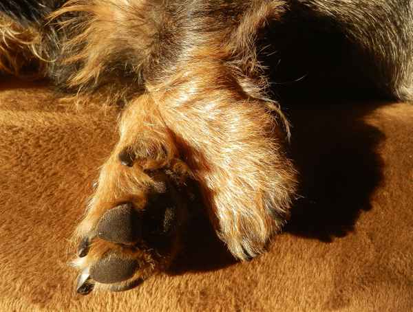 Dackelbeinchen - flinke Füße