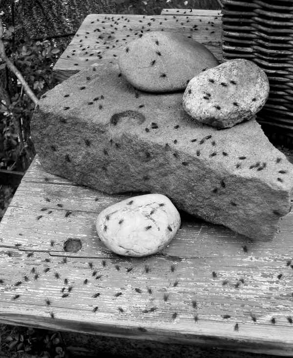 Sonnenplatz für Fliegen