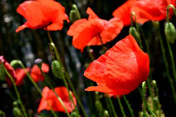 Mohnblumen
