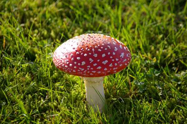 Fliegenpilz