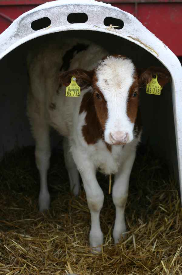 Kälbchen