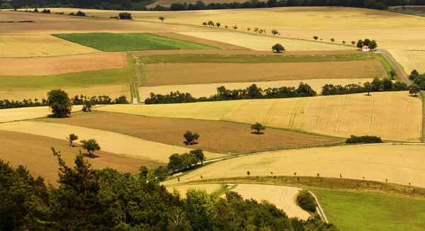 Vor der Ernte