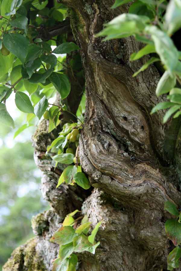 Naturgewachsen