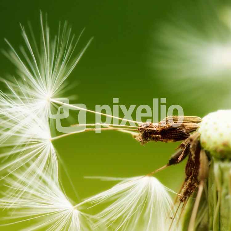Pusteblume