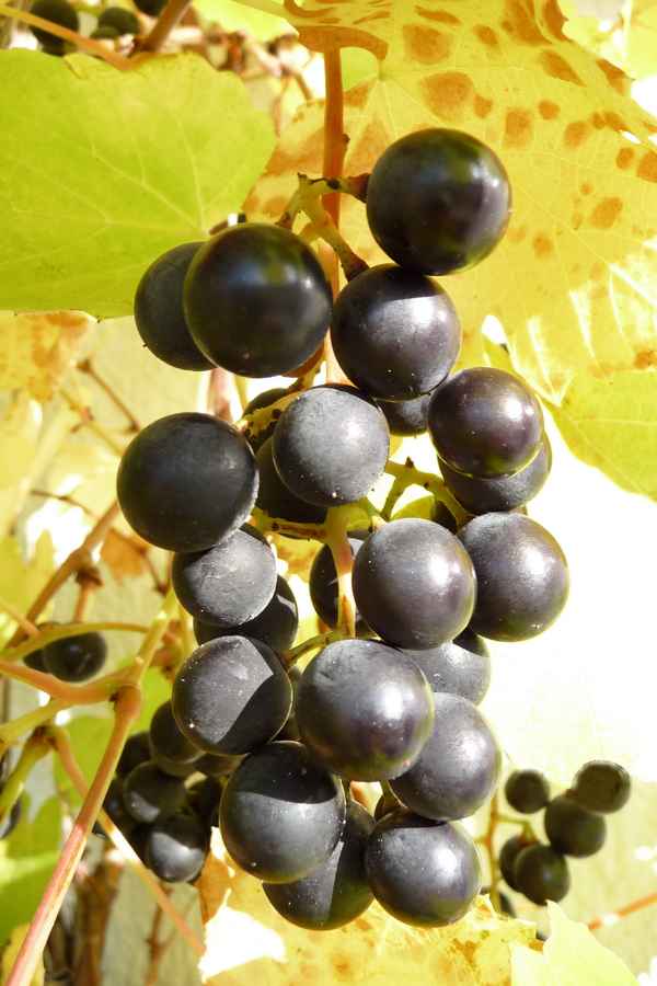 Weintrauben