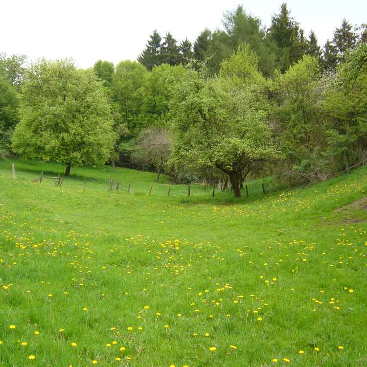 Wiese im Westerwald