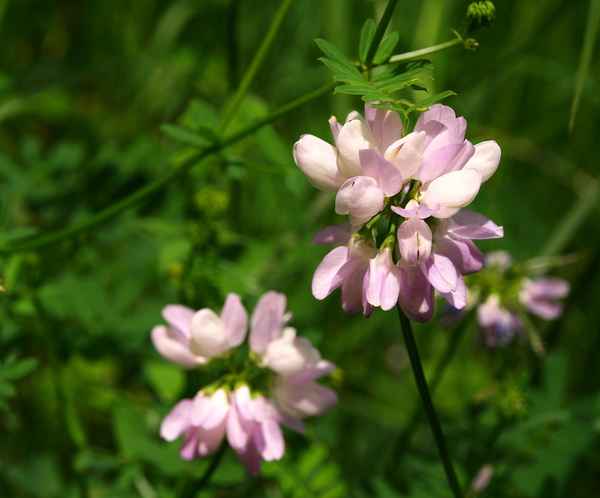 Bunte Kronwicke