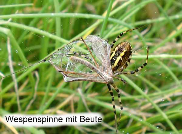 wespenspinne mit Beute