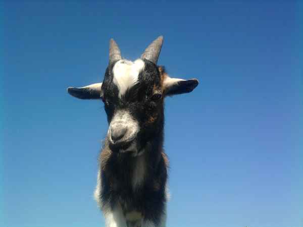 Ziegenbaby