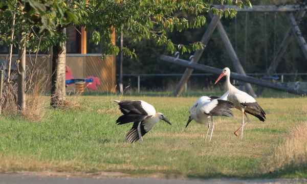 familie storch auf dem spielplatz