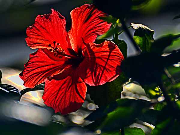 Dschungelblüte