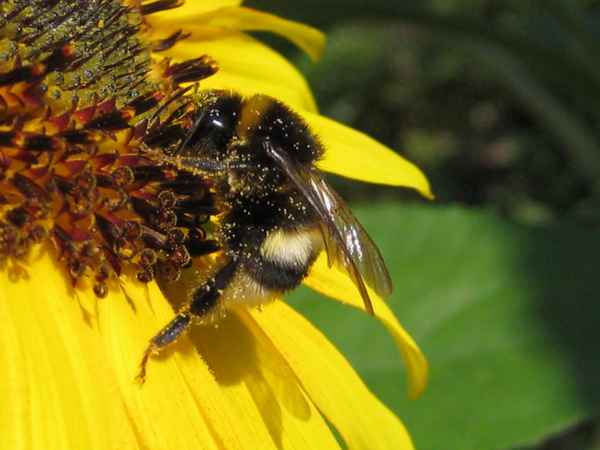 Hummel