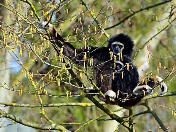 Weißhandgibbon 3