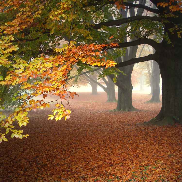 Morgennebel 1