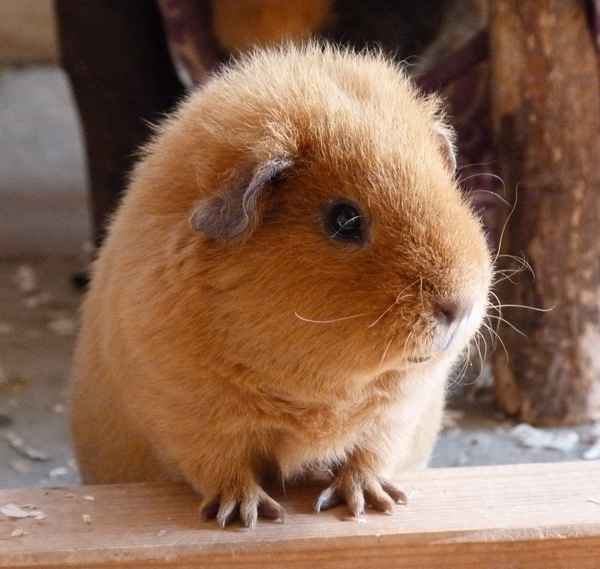 Meerschweinchen