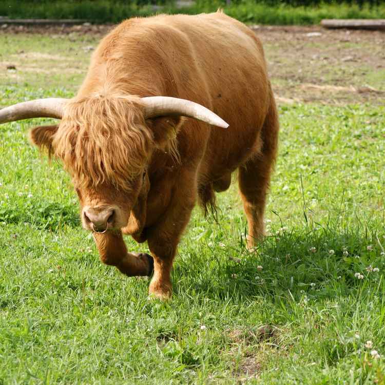 Bulle im schritt