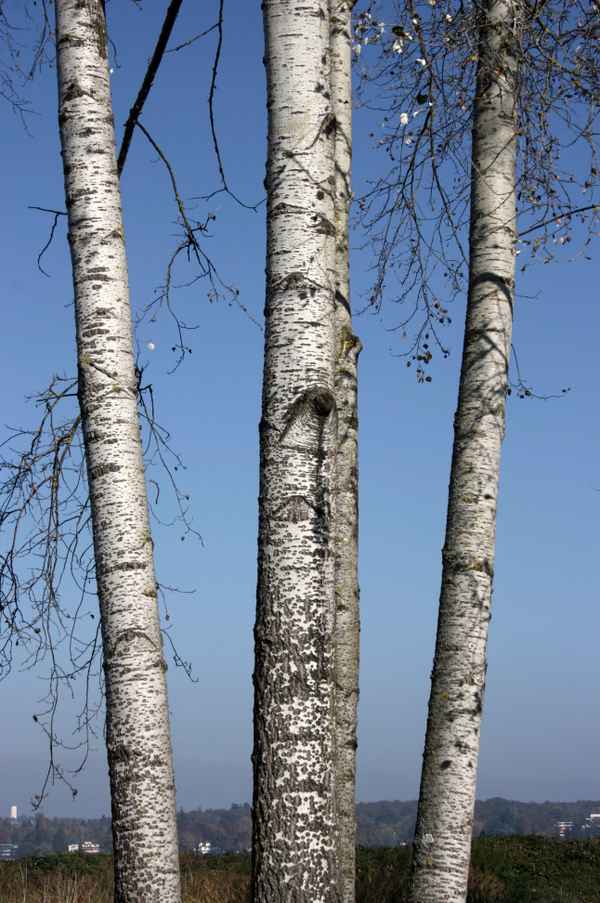 Herbstfarben 12