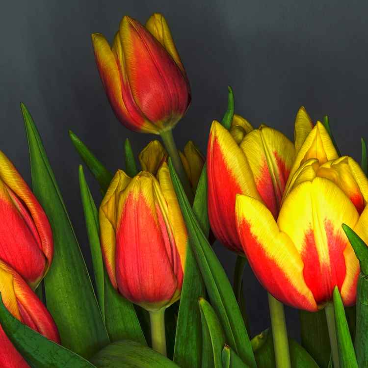 Tulpen in HDR